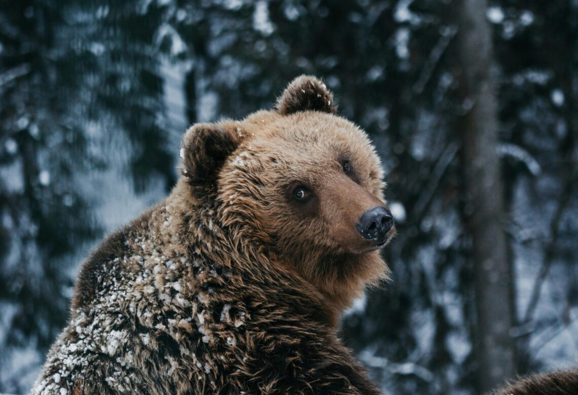 Braunbär im Schnee