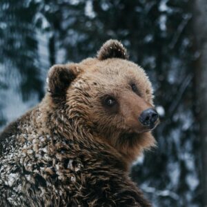 Braunbär im Schnee